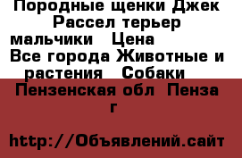 Породные щенки Джек Рассел терьер-мальчики › Цена ­ 40 000 - Все города Животные и растения » Собаки   . Пензенская обл.,Пенза г.